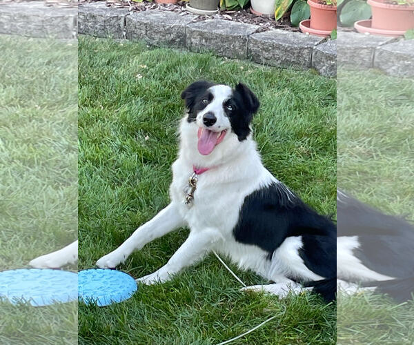 Medium Photo #3 Border Collie Puppy For Sale in Techny, IL, USA