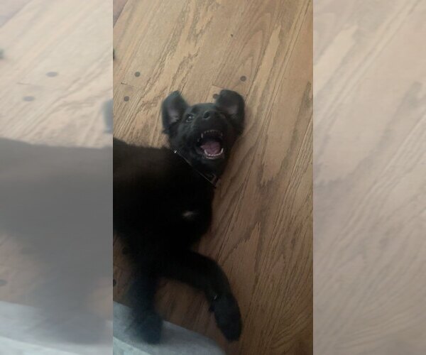 Medium Photo #3 Mutt Puppy For Sale in Evansville, IN, USA