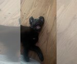 Small #2 Mutt