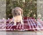 Small #4 Dachshund