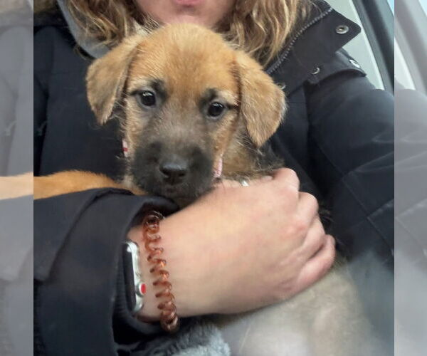 Medium Photo #1 Mutt Puppy For Sale in New London, WI, USA