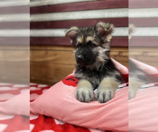 Medium Photo #6 German Shepherd Dog Puppy For Sale in AUSTIN, IN, USA