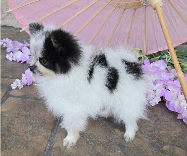 Medium Photo #4 Pomeranian Puppy For Sale in ORRVILLE, OH, USA