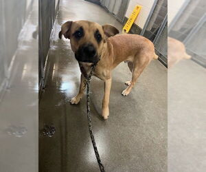 Mutt Dogs for adoption in Santa Maria, CA, USA