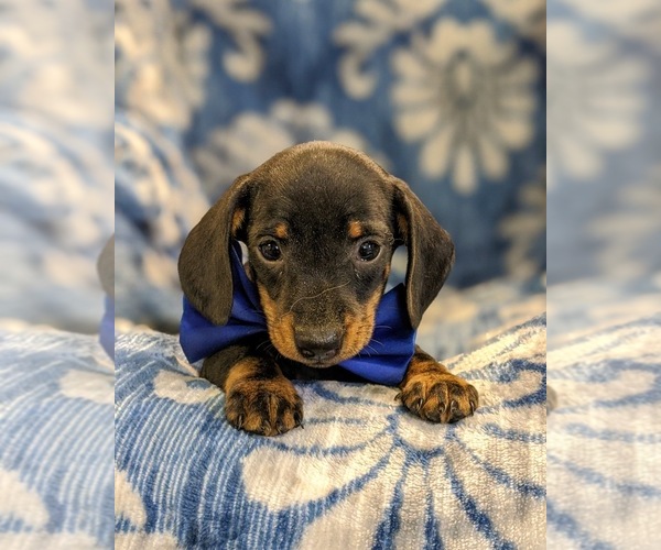 Medium Photo #6 Dachshund Puppy For Sale in NEW HOLLAND, PA, USA