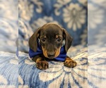 Small Photo #6 Dachshund Puppy For Sale in NEW HOLLAND, PA, USA