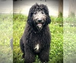 Small Photo #1 Labradoodle Puppy For Sale in DUNDEE, OH, USA