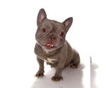 Small #2 French Bulldog Mix