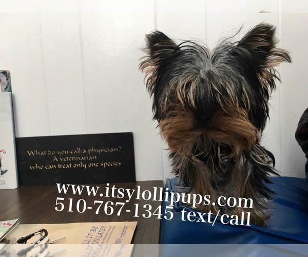 Medium Photo #7 Yorkshire Terrier Puppy For Sale in HAYWARD, CA, USA