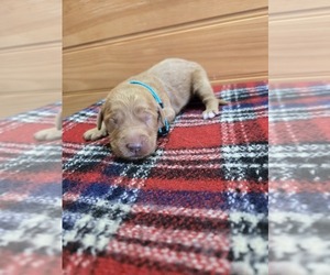 Goldendoodle Puppy for sale in WILLIAMSTOWN, KY, USA