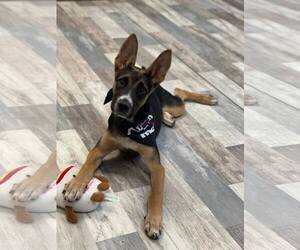 German Shepherd Dog-Unknown Mix Dogs for adoption in Saegertown , PA, USA