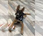Small German Shepherd Dog Mix