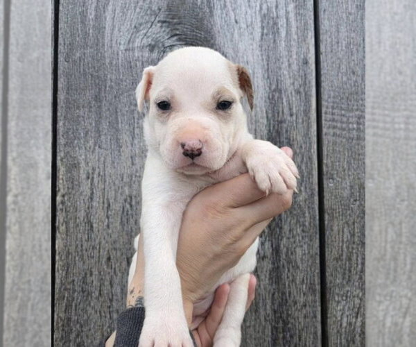 Medium Photo #6 American Pit Bull Terrier-Catahoula Leopard Dog Mix Puppy For Sale in Frankenmuth, MI, USA