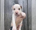 Small #5 American Pit Bull Terrier-Catahoula Leopard Dog Mix