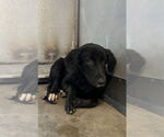 Small Labrador Retriever-Spaniel Mix