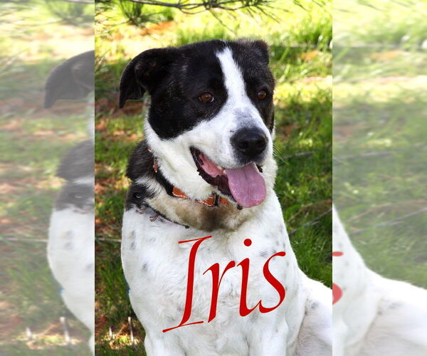 Medium Photo #3 American Pit Bull Terrier-Great Pyrenees Mix Puppy For Sale in Evansville, IN, USA