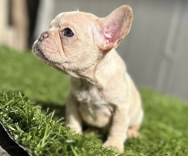 Medium Photo #5 French Bulldog Puppy For Sale in DENVER, CO, USA