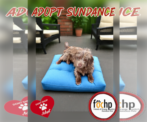 Medium Photo #2 Havanese Puppy For Sale in Menifee, CA, USA