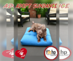 Small #1 Havanese