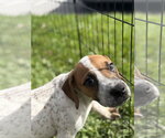 Small #3 Beagle Mix