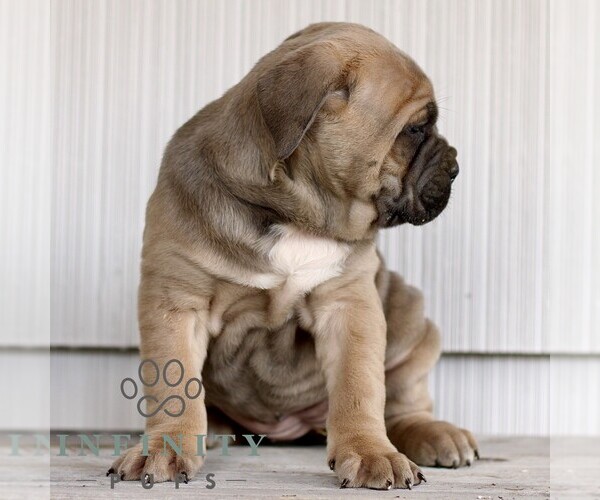 Medium Photo #3 Cane Corso Puppy For Sale in LANCASTER, PA, USA