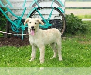 Shepadoodle Puppy for sale in SHILOH, OH, USA