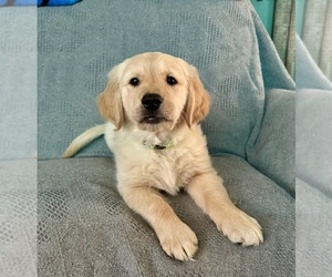 Golden Retriever Puppy for sale in CRESCO, PA, USA