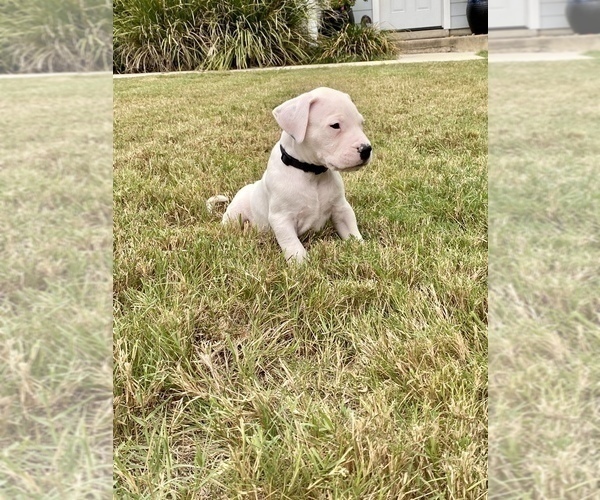 Medium Photo #10 Dogo Argentino Puppy For Sale in SAN ANTONIO, TX, USA