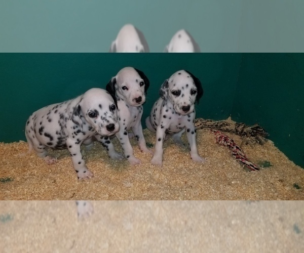 Medium Photo #5 Dalmatian Puppy For Sale in DUVALL, WA, USA