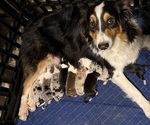 Small Australian Shepherd