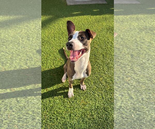 Medium Photo #2 Mutt Puppy For Sale in Pompano Beach , FL, USA
