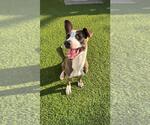 Small #1 Mutt