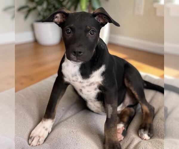 Medium Photo #3 Mutt Puppy For Sale in San Diego, CA, USA