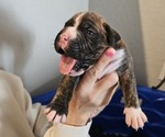 Puppy King Boxer