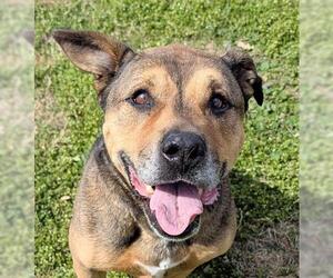 German Shepherd Dog-Unknown Mix Dogs for adoption in Houston, TX, USA