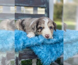 Aussie-Poo-Aussiedoodle Mix Puppy for sale in CARLOTTA, CA, USA