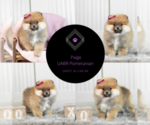 Small Photo #11 Pomeranian Puppy For Sale in WARSAW, IN, USA