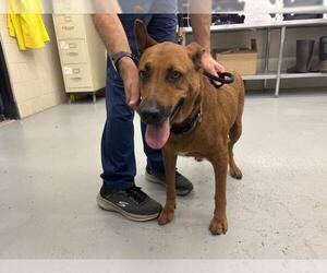 Black and Tan Coonhound-German Shepherd Dog Mix Dogs for adoption in Waco, TX, USA