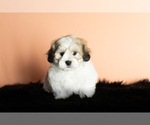 Small Photo #5 Zuchon Puppy For Sale in WOLCOTTVILLE, IN, USA