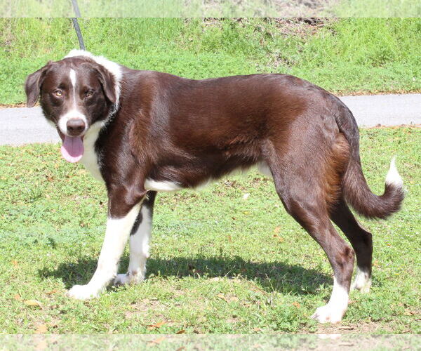 Medium Photo #3 Border Collie-Retriever  Mix Puppy For Sale in Prattville, AL, USA