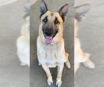 Small #1 German Shepherd Dog