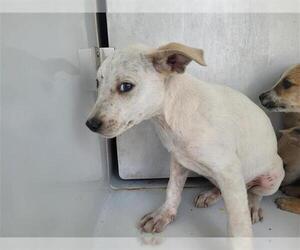 Collie-Unknown Mix Dogs for adoption in Houston, TX, USA