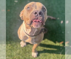 Mutt Dogs for adoption in Texas City, TX, USA