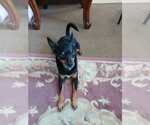 Small #1 Chihuahua Mix