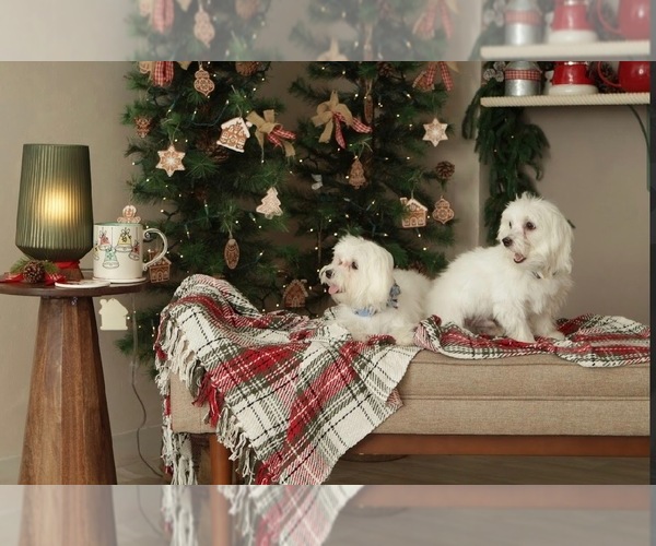 Medium Photo #1 Maltese Puppy For Sale in TAMPA, FL, USA