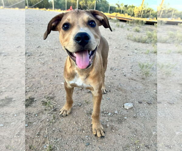 Medium Photo #8 Black Mouth Cur-Unknown Mix Puppy For Sale in Queen Creek, AZ, USA