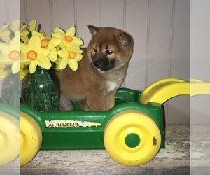 Shiba Inu Puppy for sale in FREDERICKSBG, OH, USA