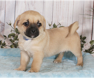 Havanese shop pug mix