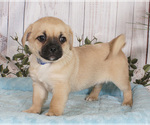 Small Havanese-Pug Mix