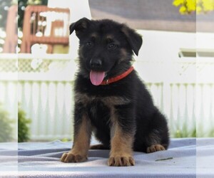 German Shepherd Dog Puppy for sale in KINZERS, PA, USA